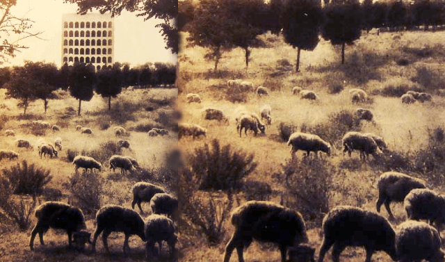 pecore eur civiltà
