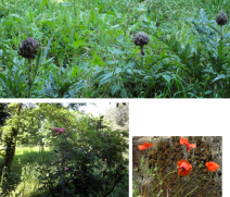 rose carciofi e papaveri