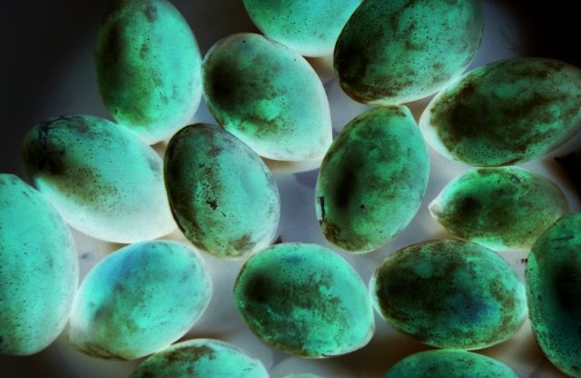 Schermata 2012-08-30 a 19.46.56