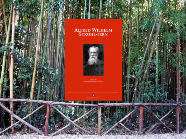 strohl-fern