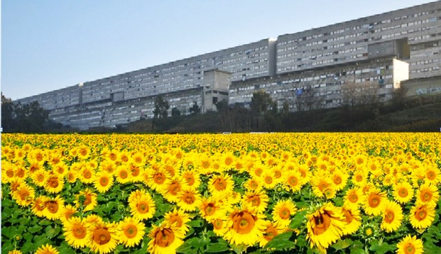 girasoli corviale