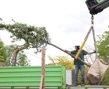 posa della prima pianta