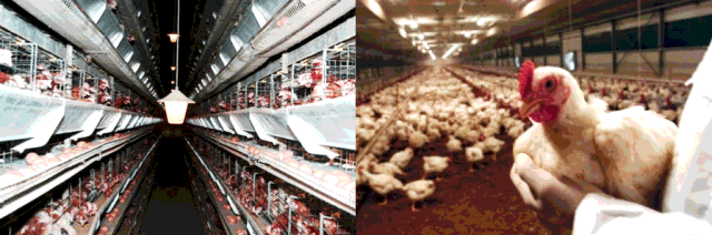 galline fuori norma ...