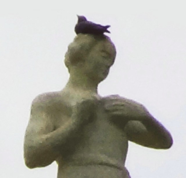 piccione paraculo ...