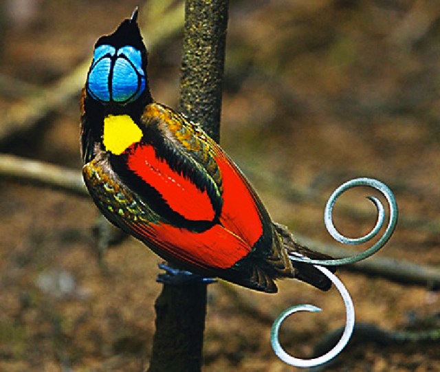 uccello del paradiso ...