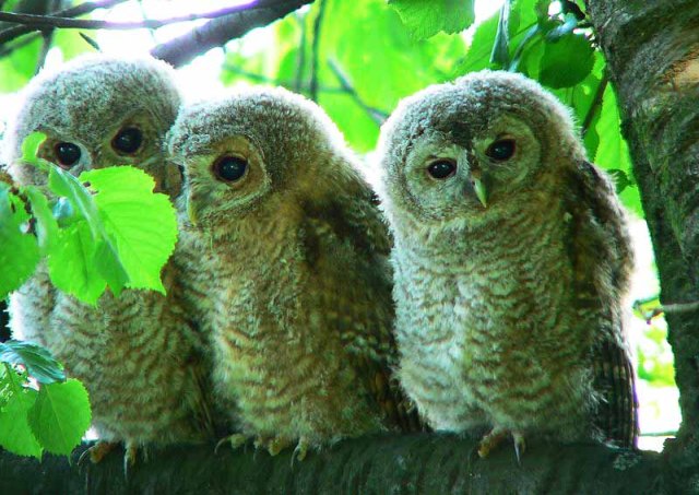 800px-Strix_aluco_3young