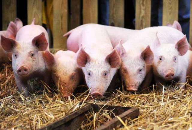 Roma - Manifestazione di Coldiretti a Piazza Monte Citorio