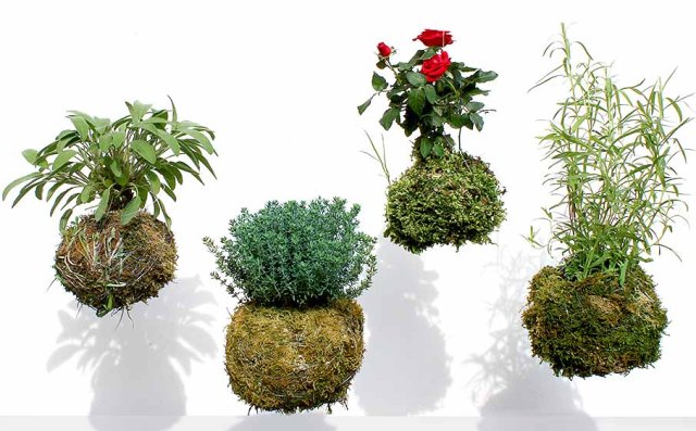 kokedama2