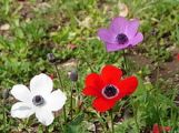 220px-Anemones5