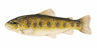 salmo fibreni b